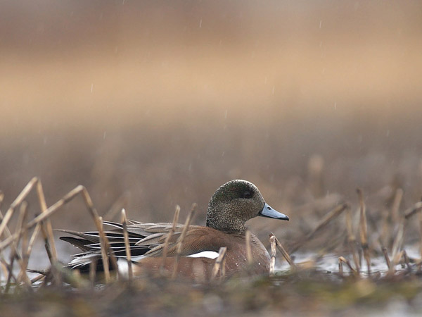 Amerikanhaapana, American Wigeon, Anas americana